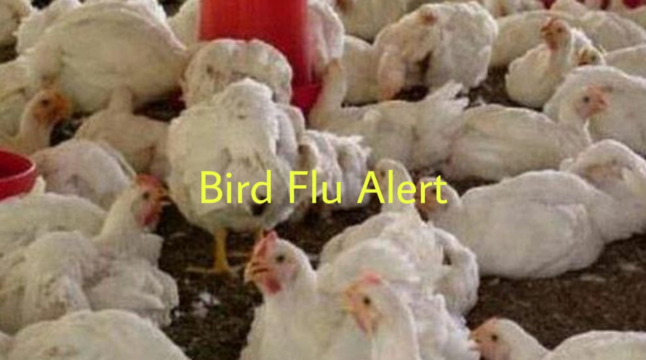 India: High alert against Bird Flu