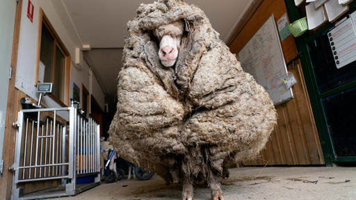 Baarack, a wild sheep with 35-Kg (77-pound) coat of Wool