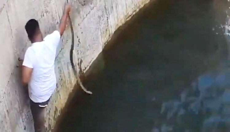 Man saves Cobra from Drowning
