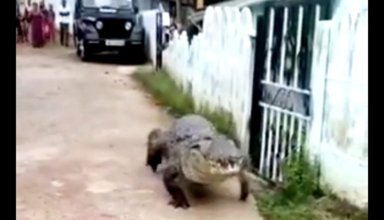 Crocodile Karnataka Streets