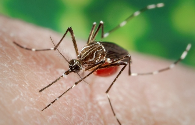 10 Ways to fight Dengue Menace