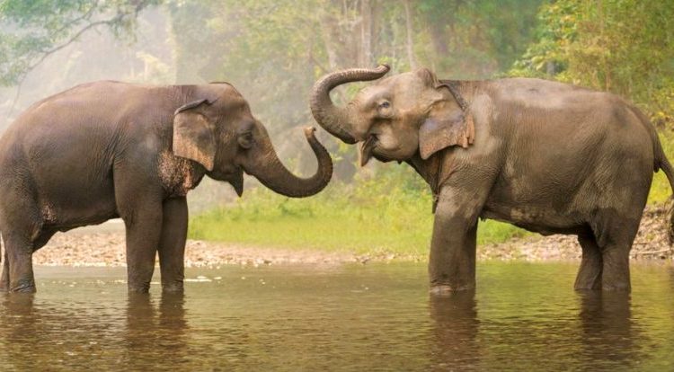 Pledge on World Elephant Day: Let's end Human-Animal Conflict