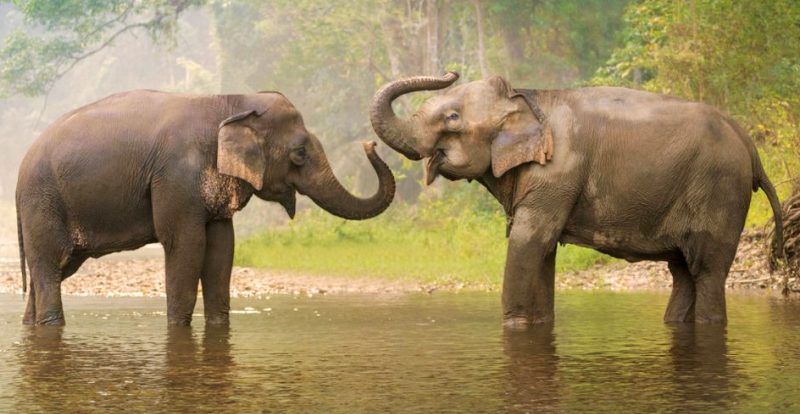 Pledge on World Elephant Day: Let's end Human-Animal Conflict - The News  Insight