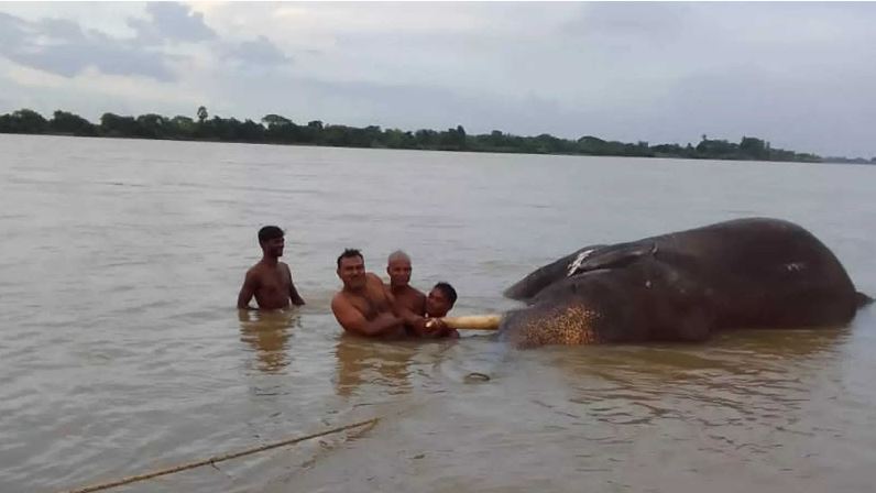 Mundali boat tragedy: Autopsy report reveals death of elephant due to shock