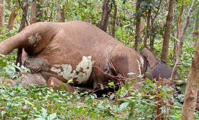 Man-Animal Conflict: 784 Elephants, 925 Humans killed in 10 Yrs in Odisha