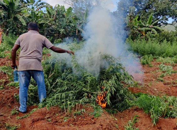 96,000 cannabis plants destroyed as police step up anti-drug drive in Malkangiri ..