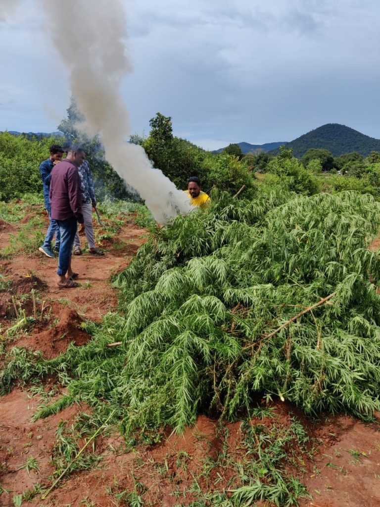 96,000 cannabis plants destroyed as police step up anti-drug drive in Malkangiri