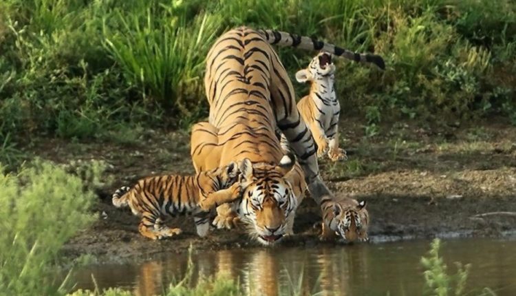 Tigress Collarwali Pench Madhya Pradesh
