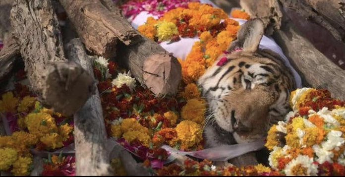 Tigress Collarwali Pench Madhya Pradesh