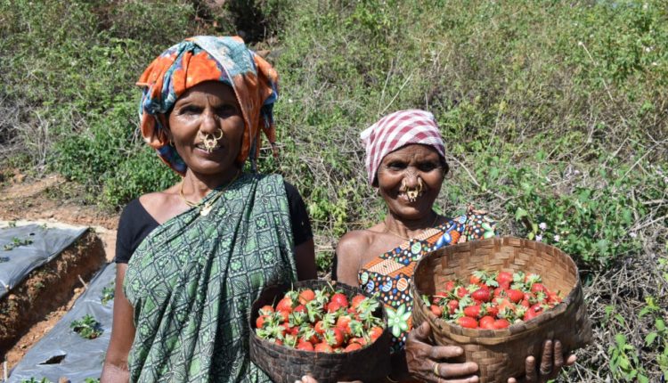dreams-come-true-strawberry-cultivation-started-in-kotia