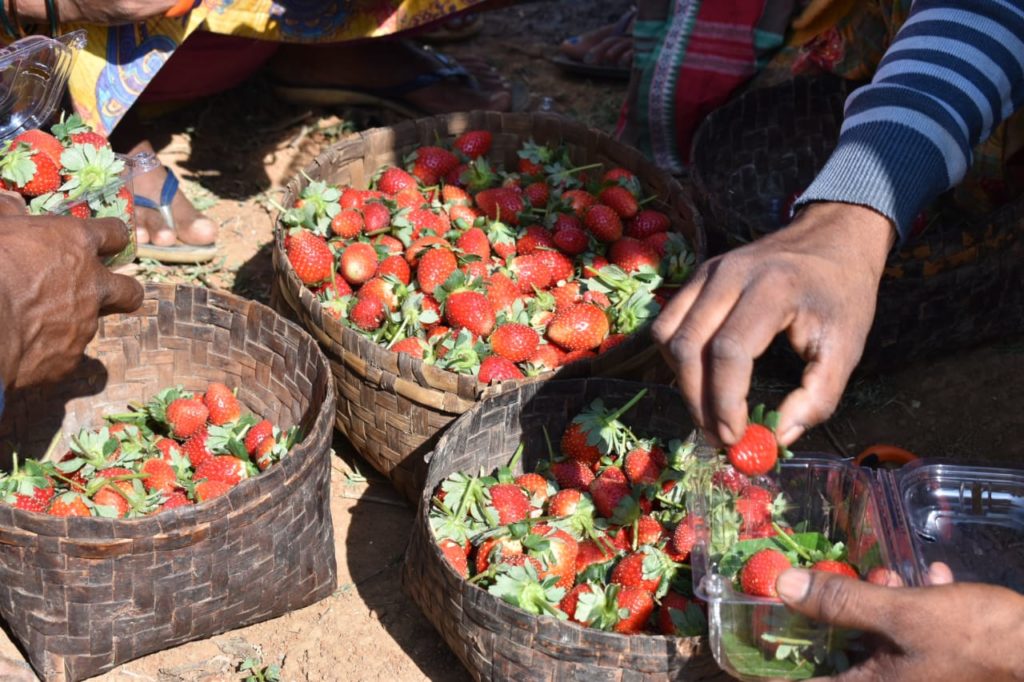 Kotia strawberry cultivation