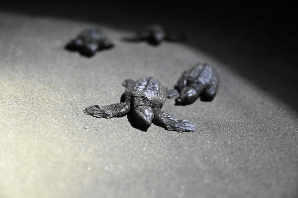 olive-ridley-hatchlings-make-their-way-to-sea