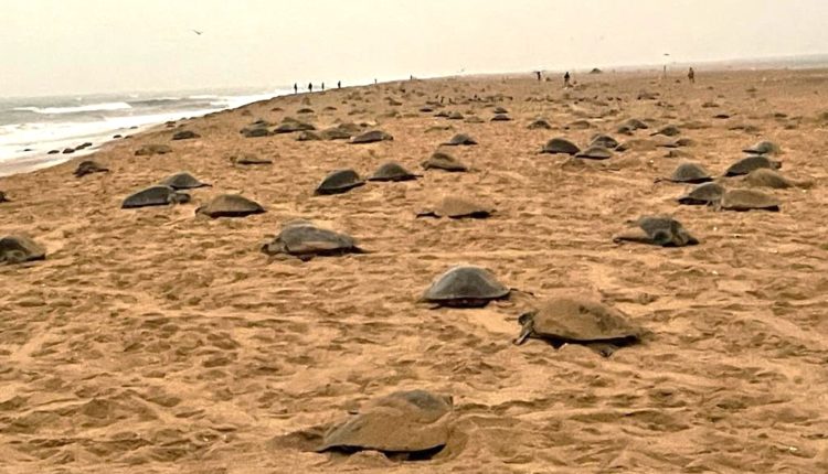 Record Olive Ridley Turtle mass nesting; 4.92 lakh crawl to Odisha Coast