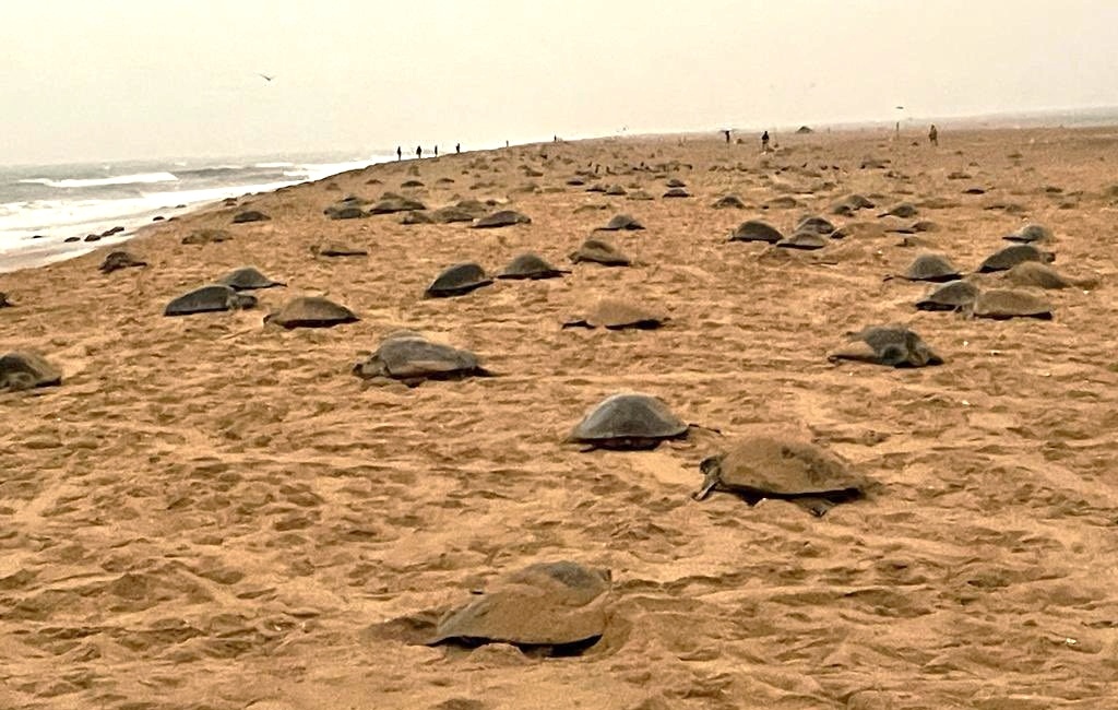 Record Olive Ridley Turtle mass nesting; 4.92 lakh crawl to Odisha Coast