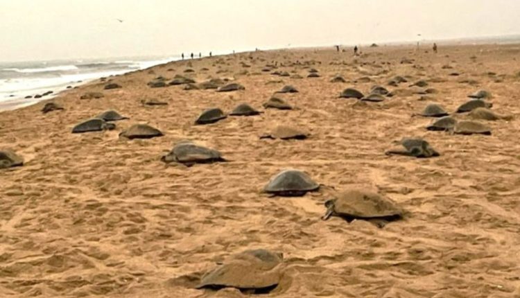 Olive Ridley Turtle mass nesting; 4.92 lakh crawl to Odisha Coast