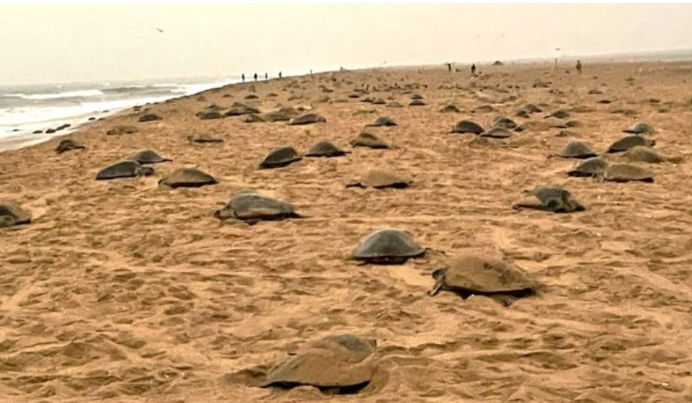 Olive Ridley Turtle mass nesting; 4.92 lakh crawl to Odisha Coast
