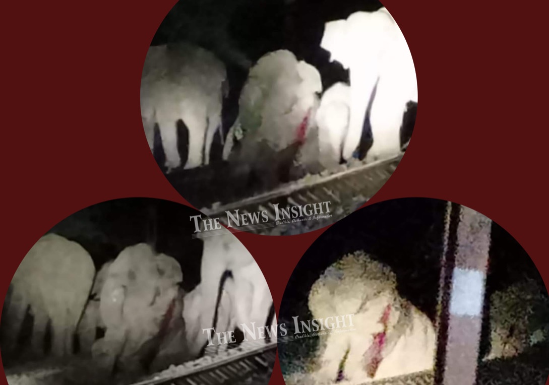 3 Elephants die in Keonjhar after being hit by Goods Train