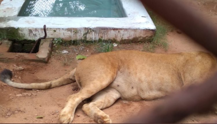 Odisha: African lioness dies of snakebite at Nandankanan Zoo