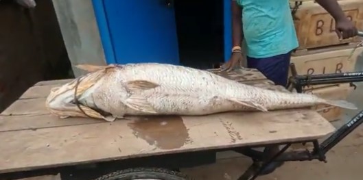 Rare 32 kg Telia Fish worth Rs 3 lakh caught in Odisha