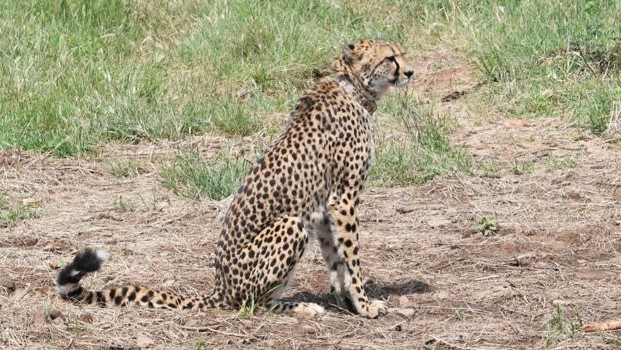 Odisha: Nandankanan may get Cheetahs Soon