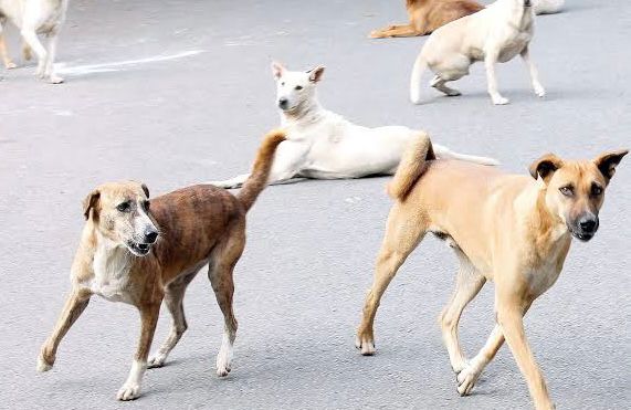30 people injured in a Dog Attack in Balasore