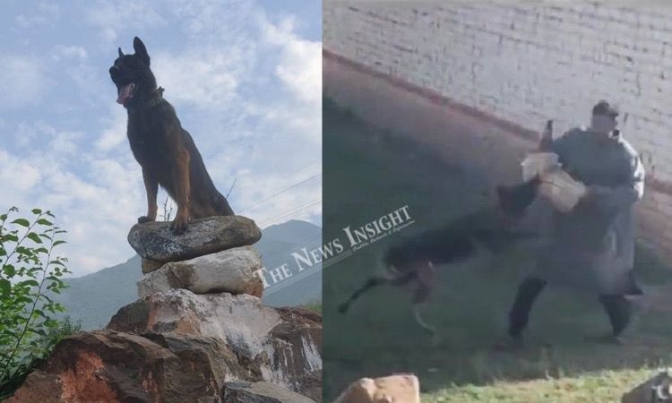Fearless combat Dog of Indian Army "Zoom" Succumbs to Bullet Injuries