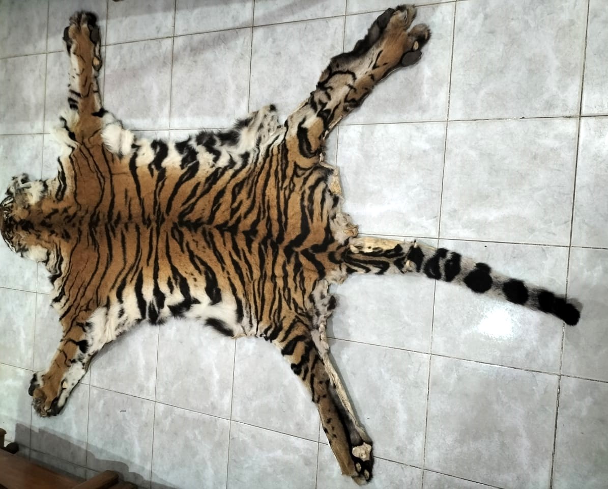 Royal Bengal Tiger Skin seized in Mayurbhanj