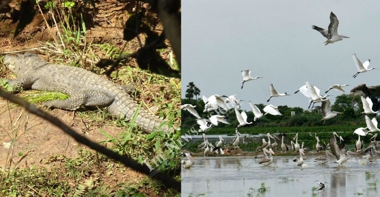 Crocodile Census in Similipal; Bird Counting in Bhitarkanika Begin