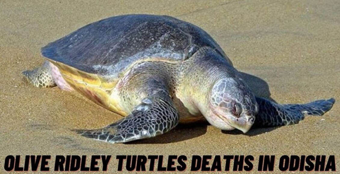 Olive Ridley turtles deaths in odisha