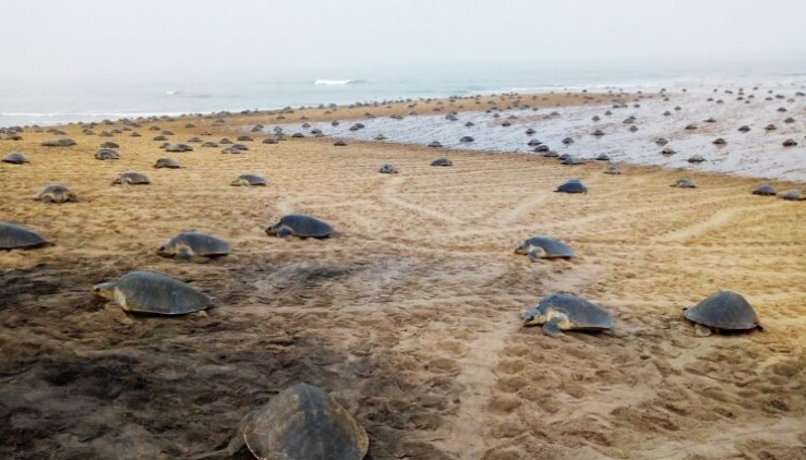 Nearly 5 lakh olive ridley turtles lay eggs in 3 days at Gahirmatha beach in Kendrapara district: Reports.