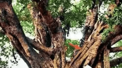 Yogi Govt to beautify 948 Heritage Trees in UP