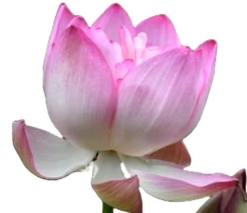 The CSIR-National Botanical Research Institute has launched an improved variety of national flower Lotus with 108 petals called ‘Namoh 108’.