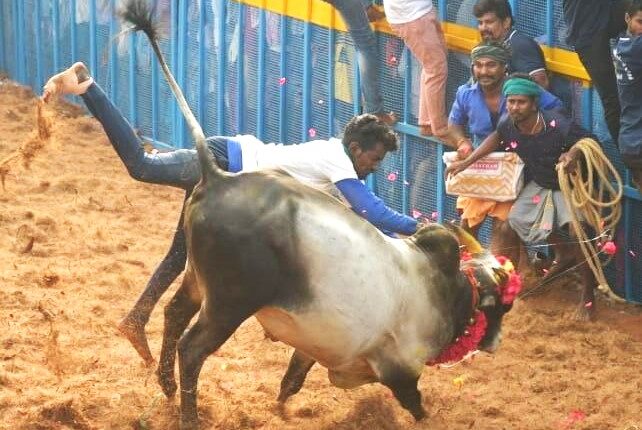 Tamil Nadu: The first Jallikattu event of the year began at Thachankurichi village in Pudukkottai district.