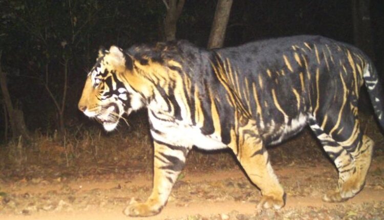 Melanistic Tiger Safari near Similipal Tiger Reserve in Mayurbhanj district soon, announces Odisha CM Naveen Patnaik.