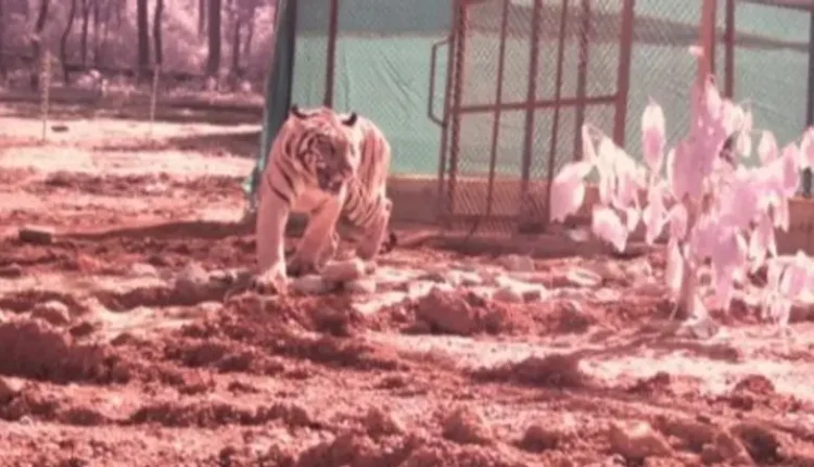 The authorities of the Similipal Tiger Reserve in Mayurbhanj district released Tigress Jamuna who brought from Tadoba-Andhari Tiger Reserve (TATR) in Maharashtra, into the wild from its soft enclosure.