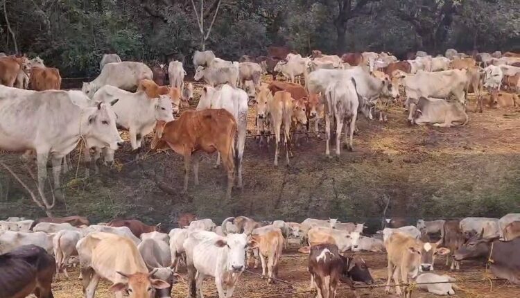 Crackdown on Cattle Trafficking in Cuttack; 500 Cows Rescued