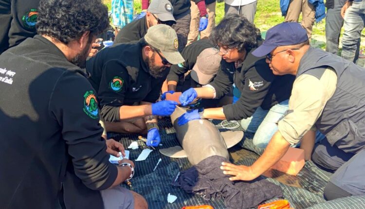 First-ever tagging of Ganges River Dolphin in Assam