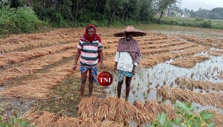 Unseasonal Rains put the Farmers in Distress