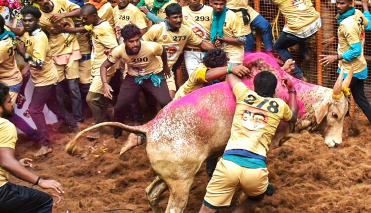 Tamil Nadu: Jallikattu festival begins during Pongal festival in Palamedu, Madurai with over 1,000 bulls and 900 bullfighters participating. 