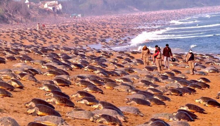 Lakhs of Olive Ridley turtles visiting Odisha coast for their annual mass nesting phenomenon.