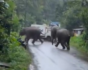 TNI Shorts - Time to take steps to end Man-Animal Conflict